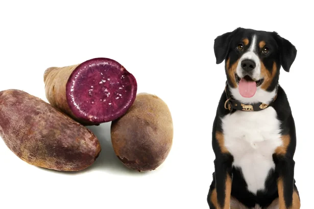 can dogs eat ube