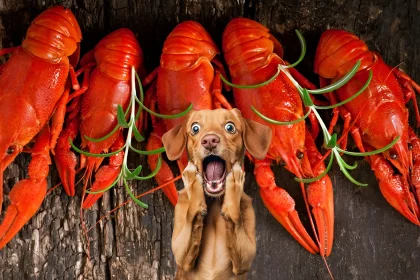 can dogs have crawfish