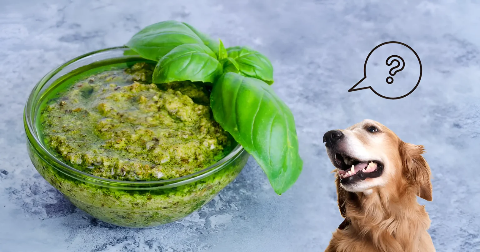can dogs have pesto