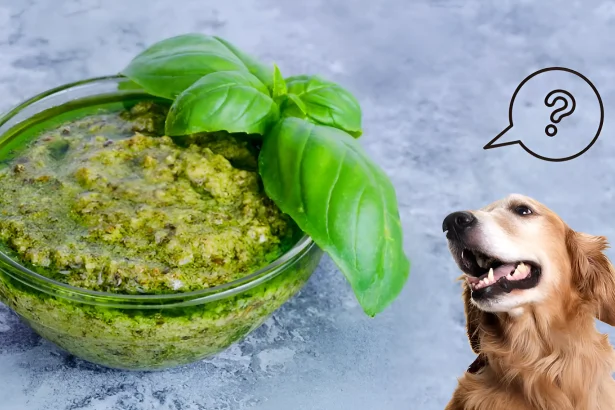 can dogs have pesto