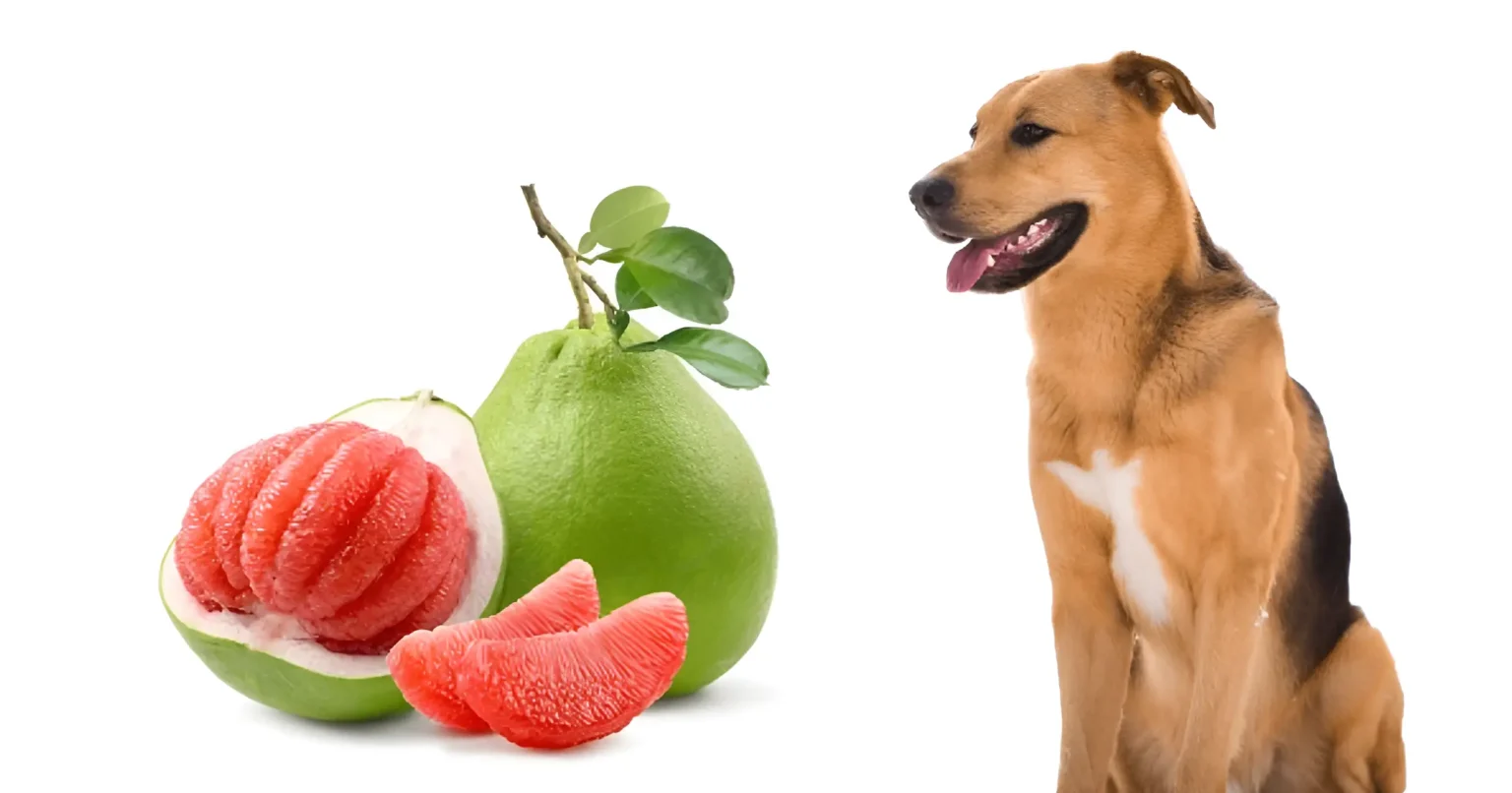 can dogs have pomelo