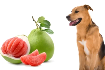 can dogs have pomelo