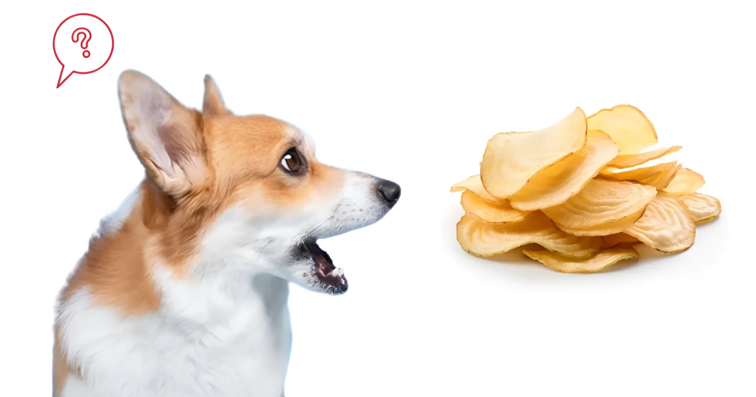 can dogs have salt and vinegar chips
