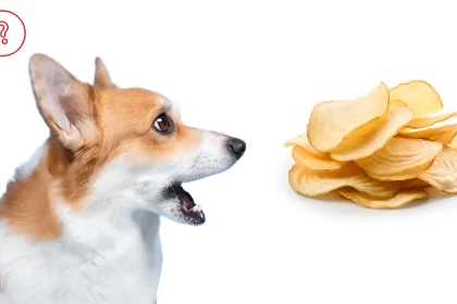 can dogs have salt and vinegar chips