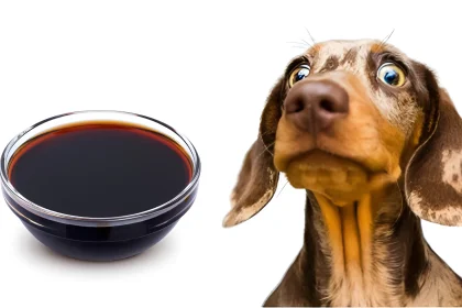 can dogs have soy sauce