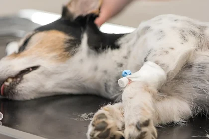 signs of anesthesia overdose in dogs