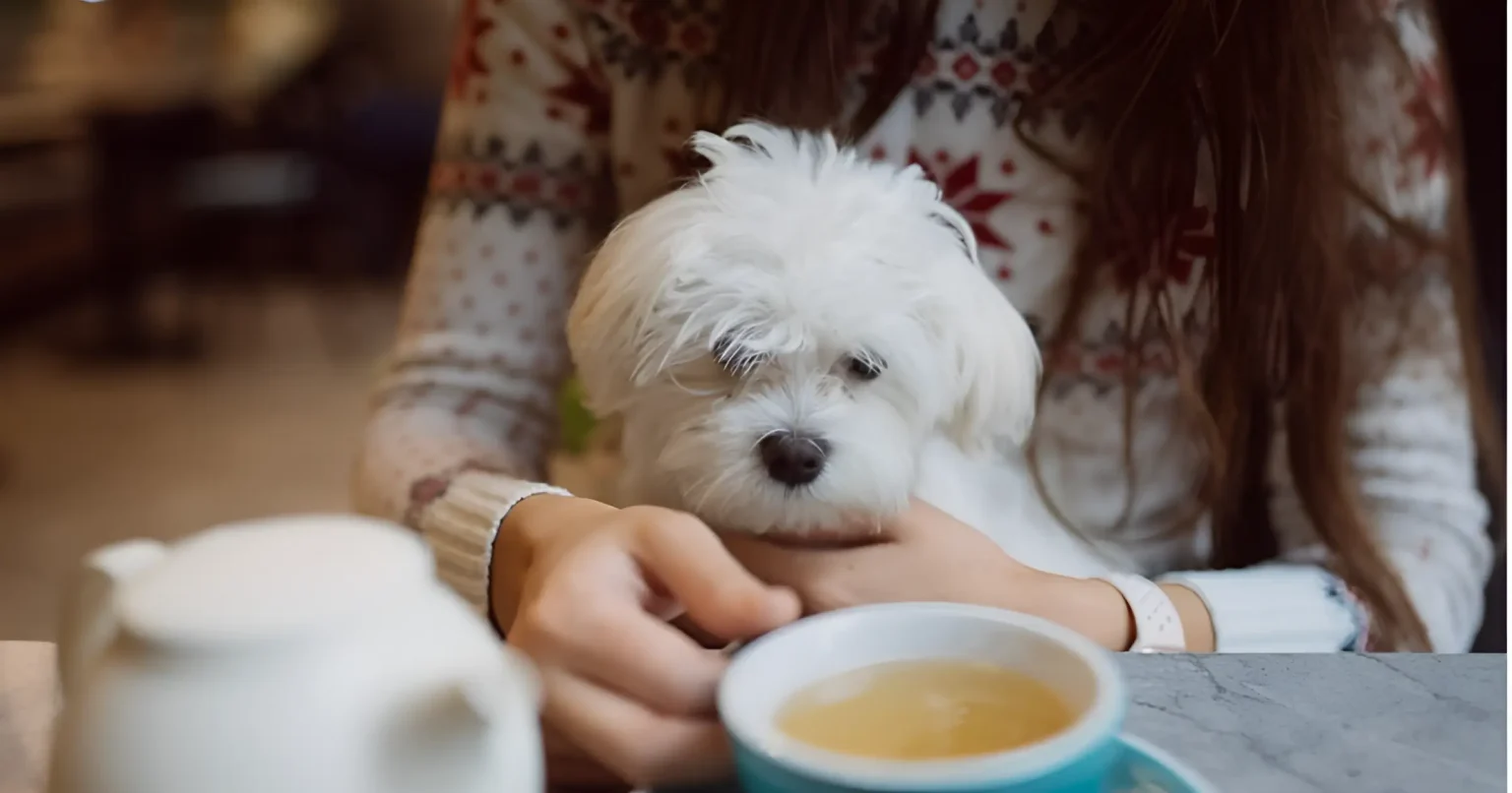 teacup hypoallergenic dogs