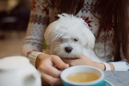 teacup hypoallergenic dogs
