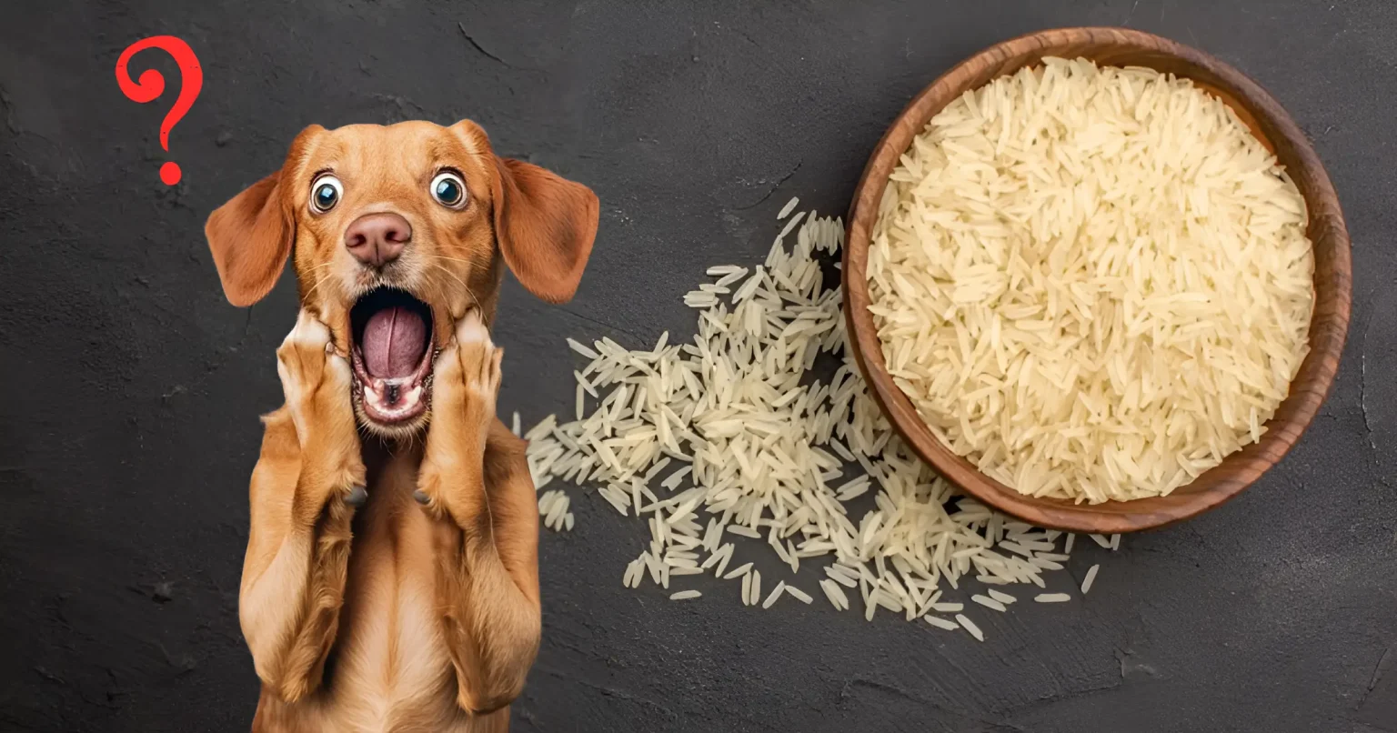 Can Dogs Eat Basmati Rice