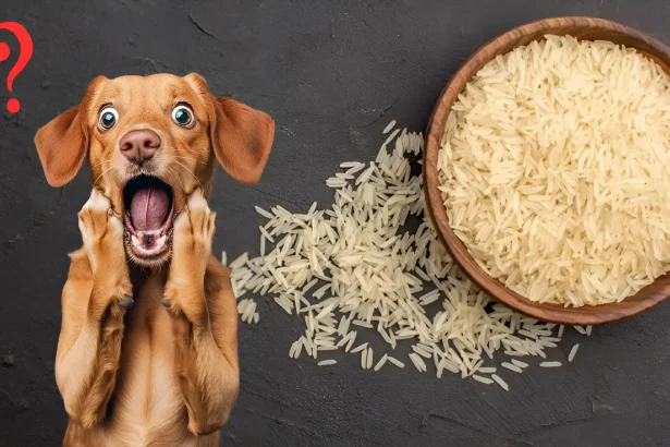 Can Dogs Eat Basmati Rice