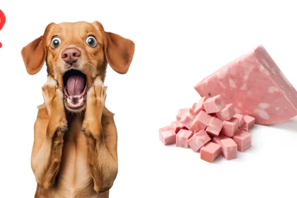 Can Dogs Eat Beef Tallow