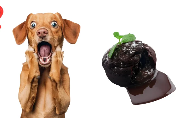 Can Dogs Eat Black Pudding