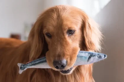 Can Dogs Eat Catfish