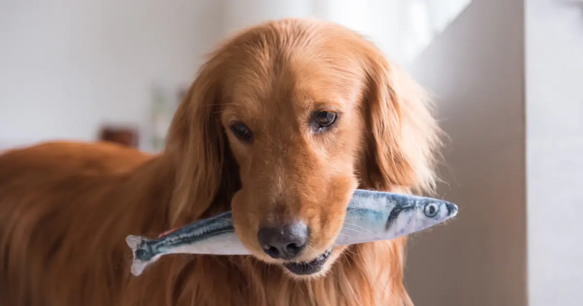 Can Dogs Eat Catfish