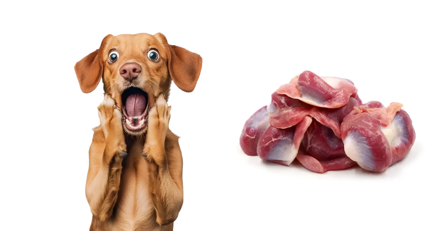 Can Dogs Eat Chicken Gizzards