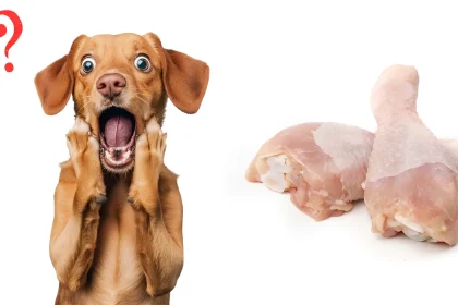 Can Dogs Eat Chicken Thighs