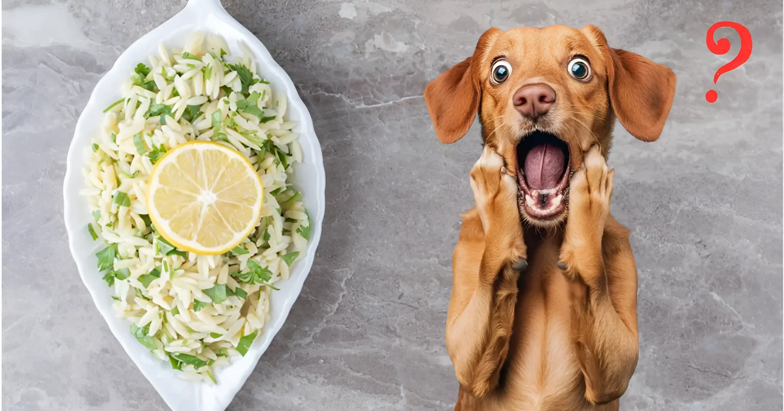 Can Dogs Eat Cilantro Lime Rice Healthy Tips 2025