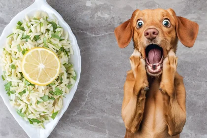 Can Dogs Eat Cilantro Lime Rice Healthy Tips 2025