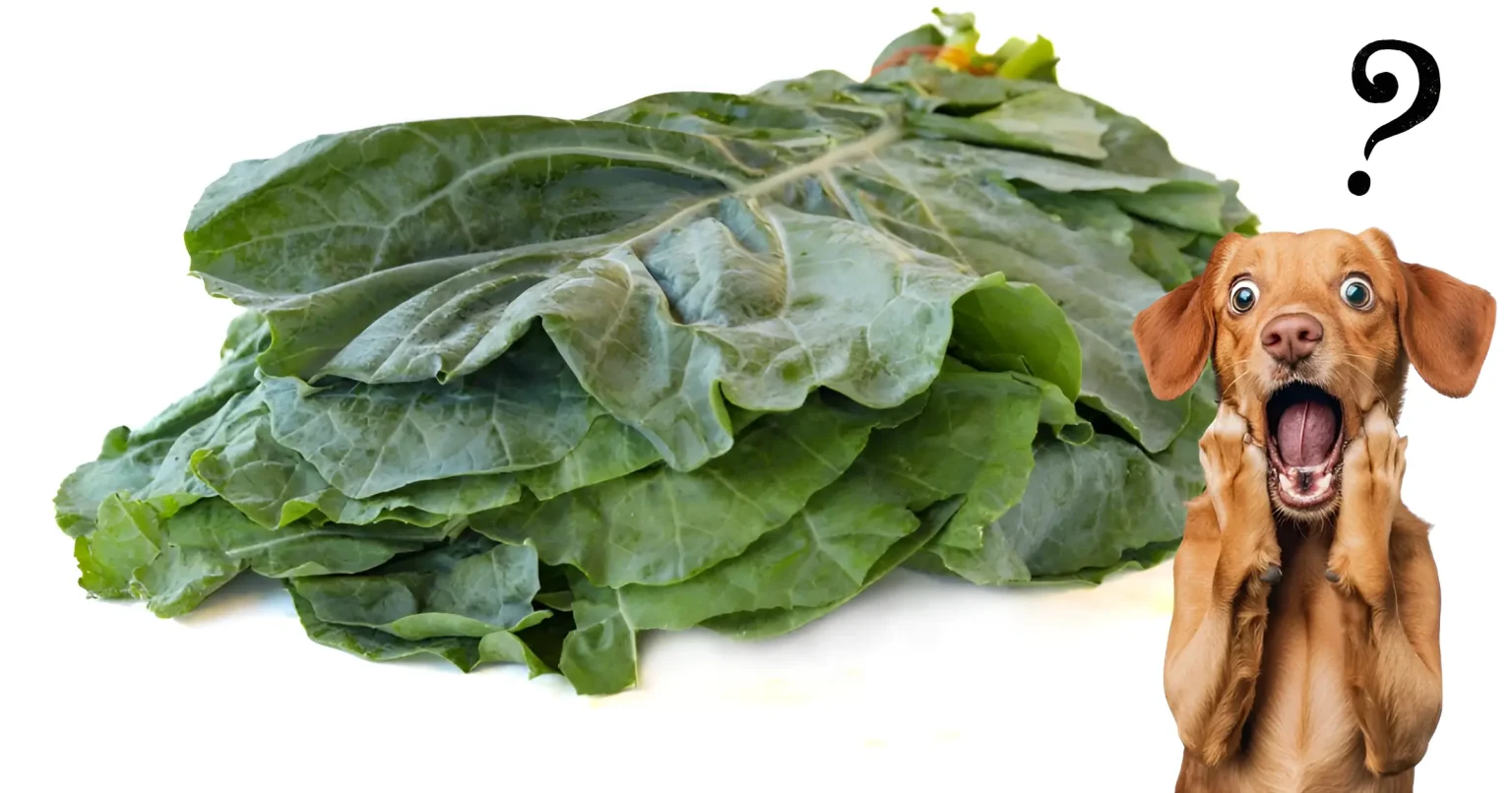 Can Dogs Eat Collard Greens