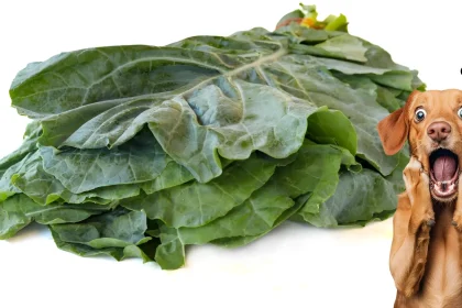 Can Dogs Eat Collard Greens
