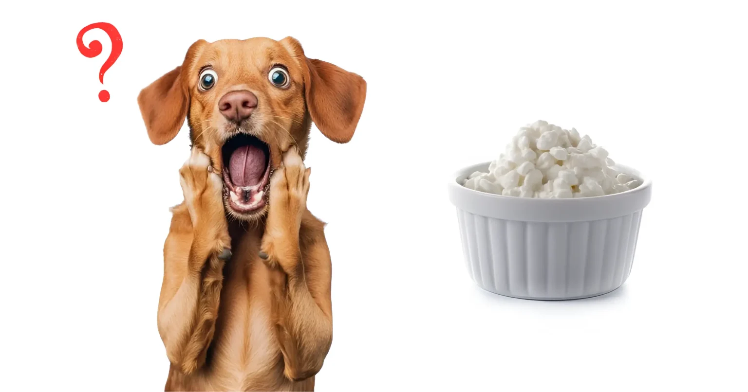 Can Dogs Eat Cottage Cheese