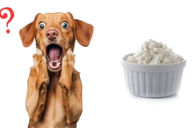 Can Dogs Eat Cottage Cheese