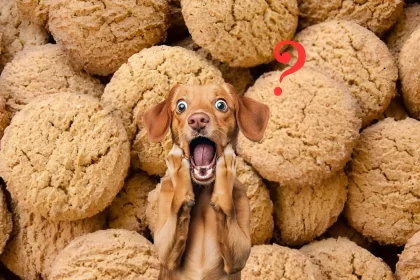 Can Dogs Eat Ginger Nut Biscuits