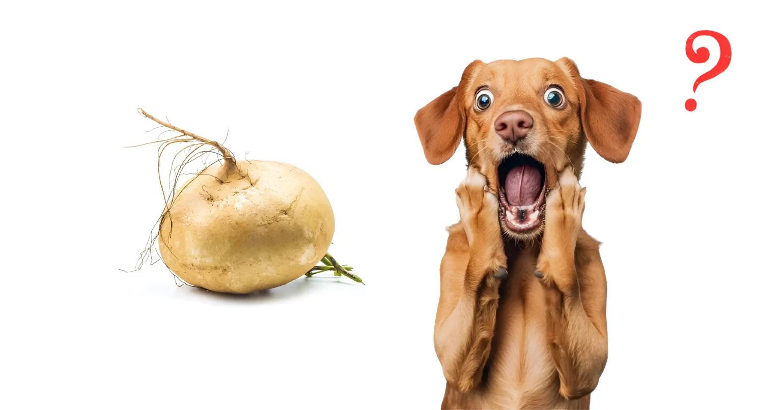 Can Dogs Eat Jicama