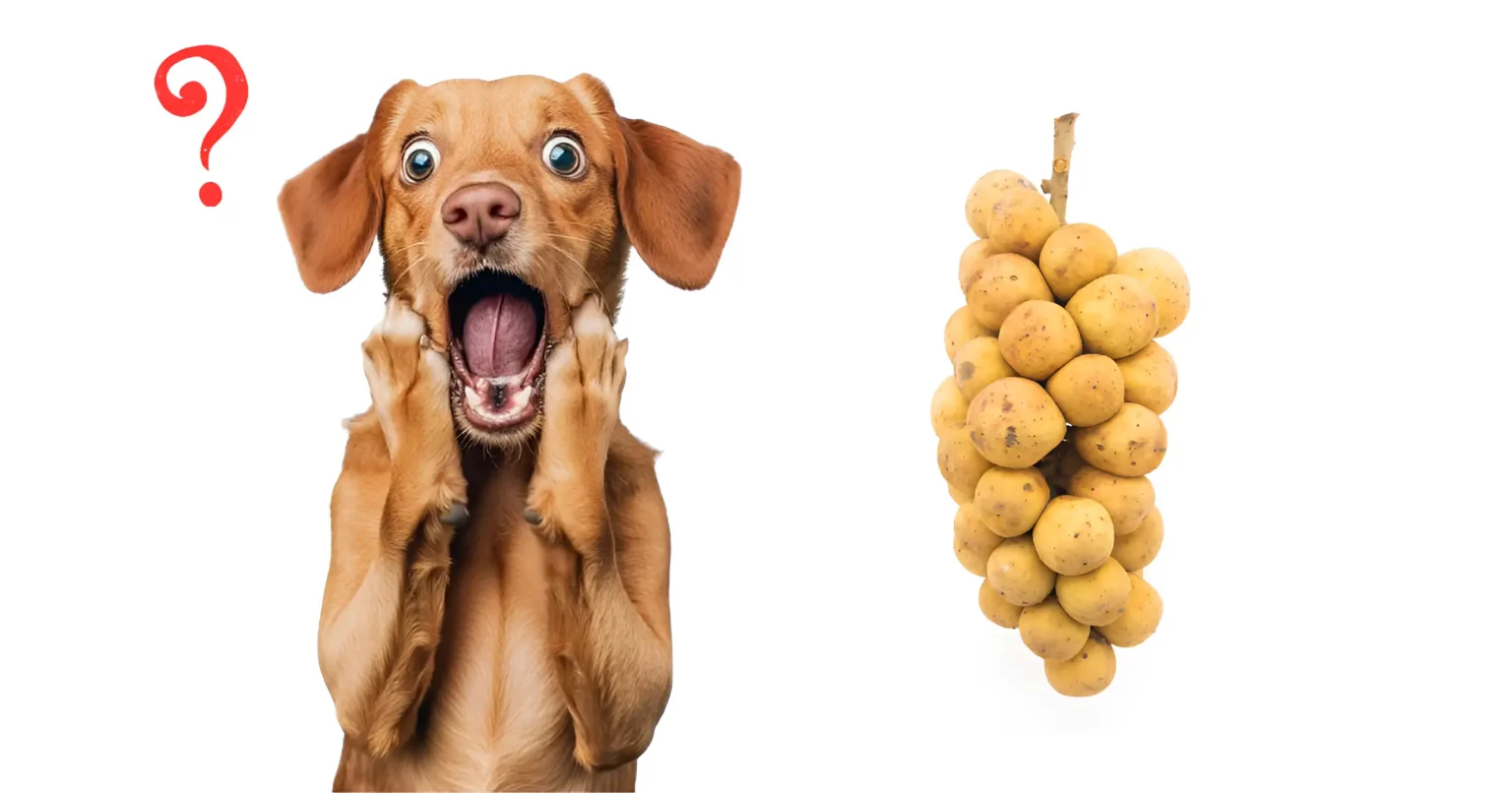 Can Dogs Eat Longan