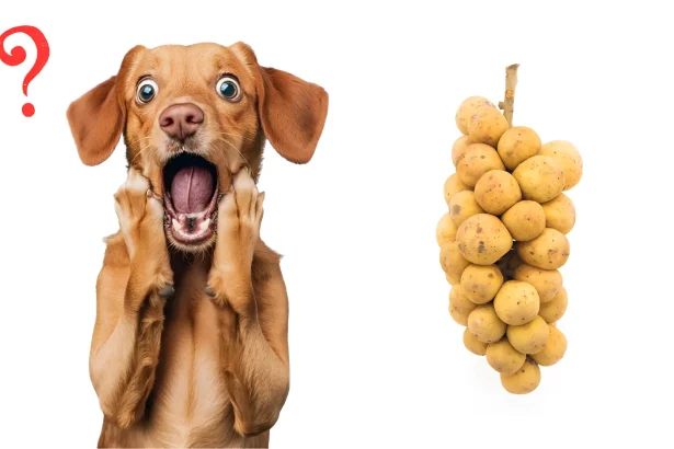 Can Dogs Eat Longan