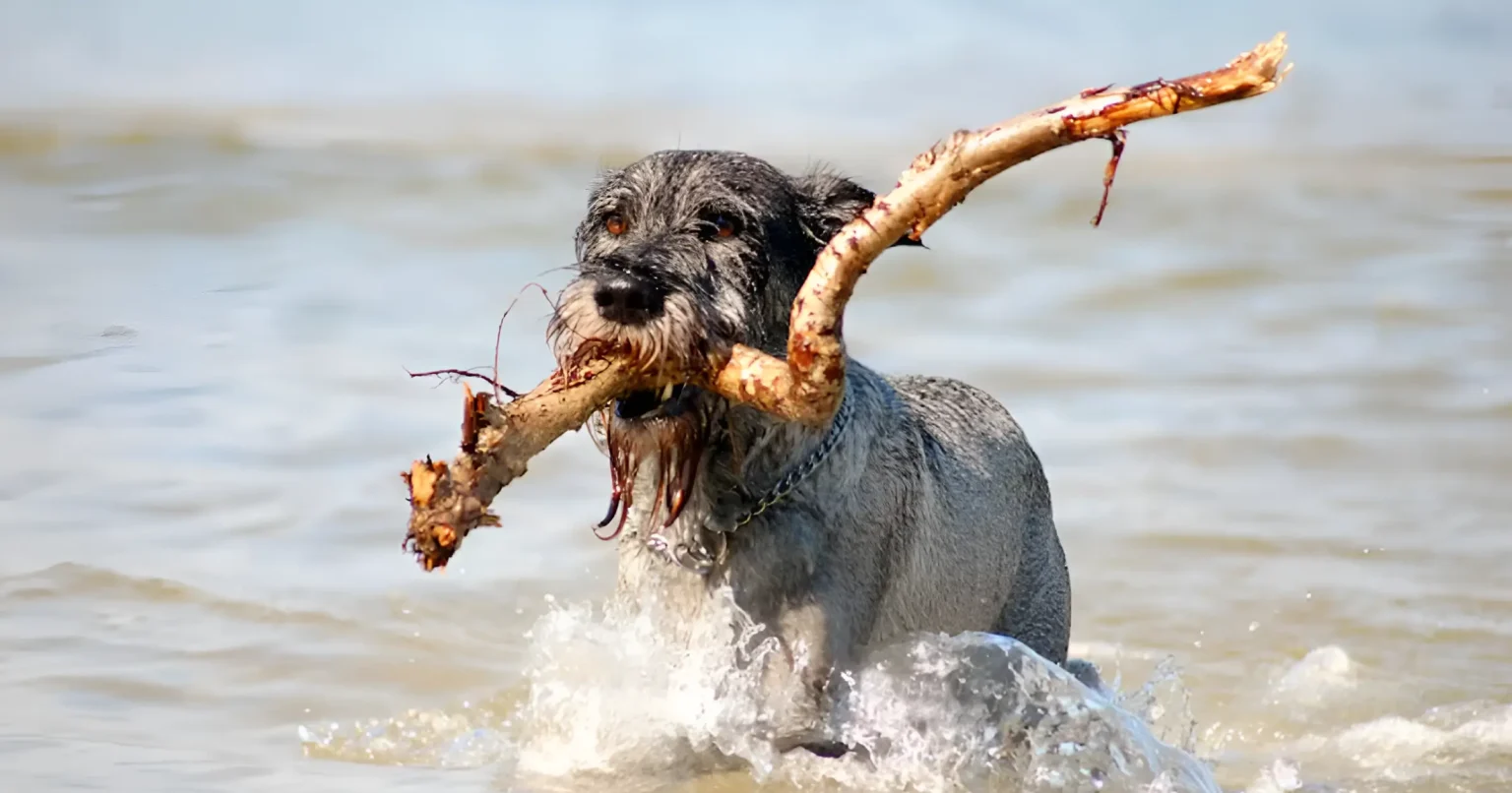 Can Dogs Eat Octopus