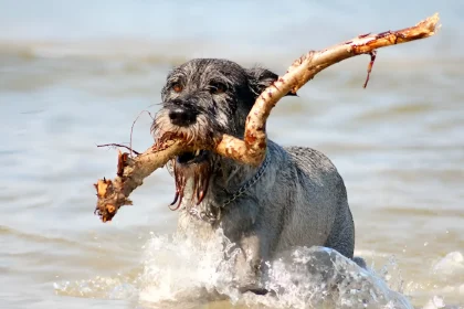 Can Dogs Eat Octopus