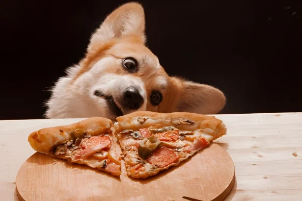 Can Dogs Eat Pizza Crust
