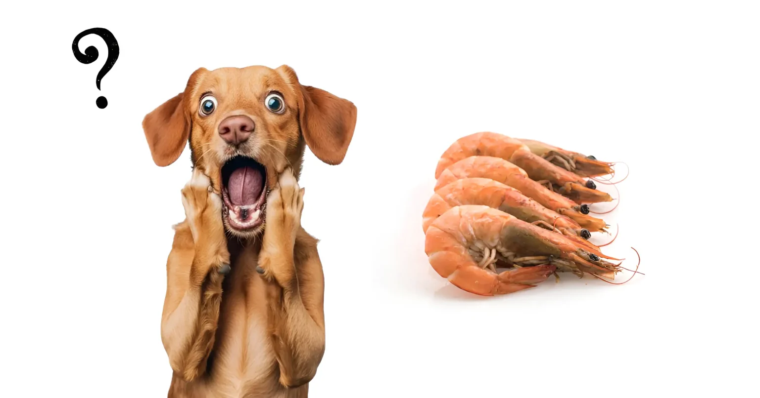 Can Dogs Eat Shrimp
