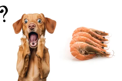 Can Dogs Eat Shrimp