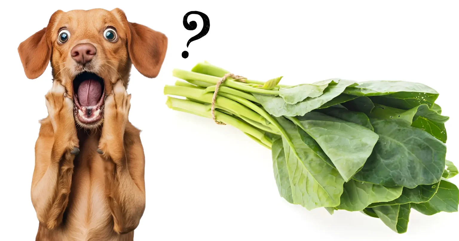 Can Dogs Eat Swiss Chard Powerful 2025 Healthy Guide