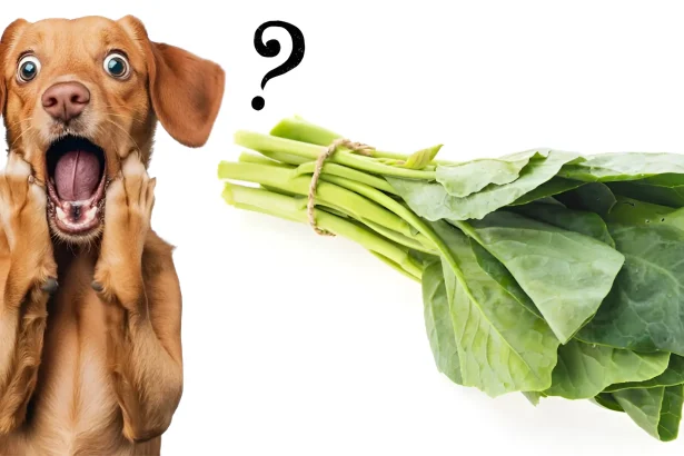 Can Dogs Eat Swiss Chard Powerful 2025 Healthy Guide