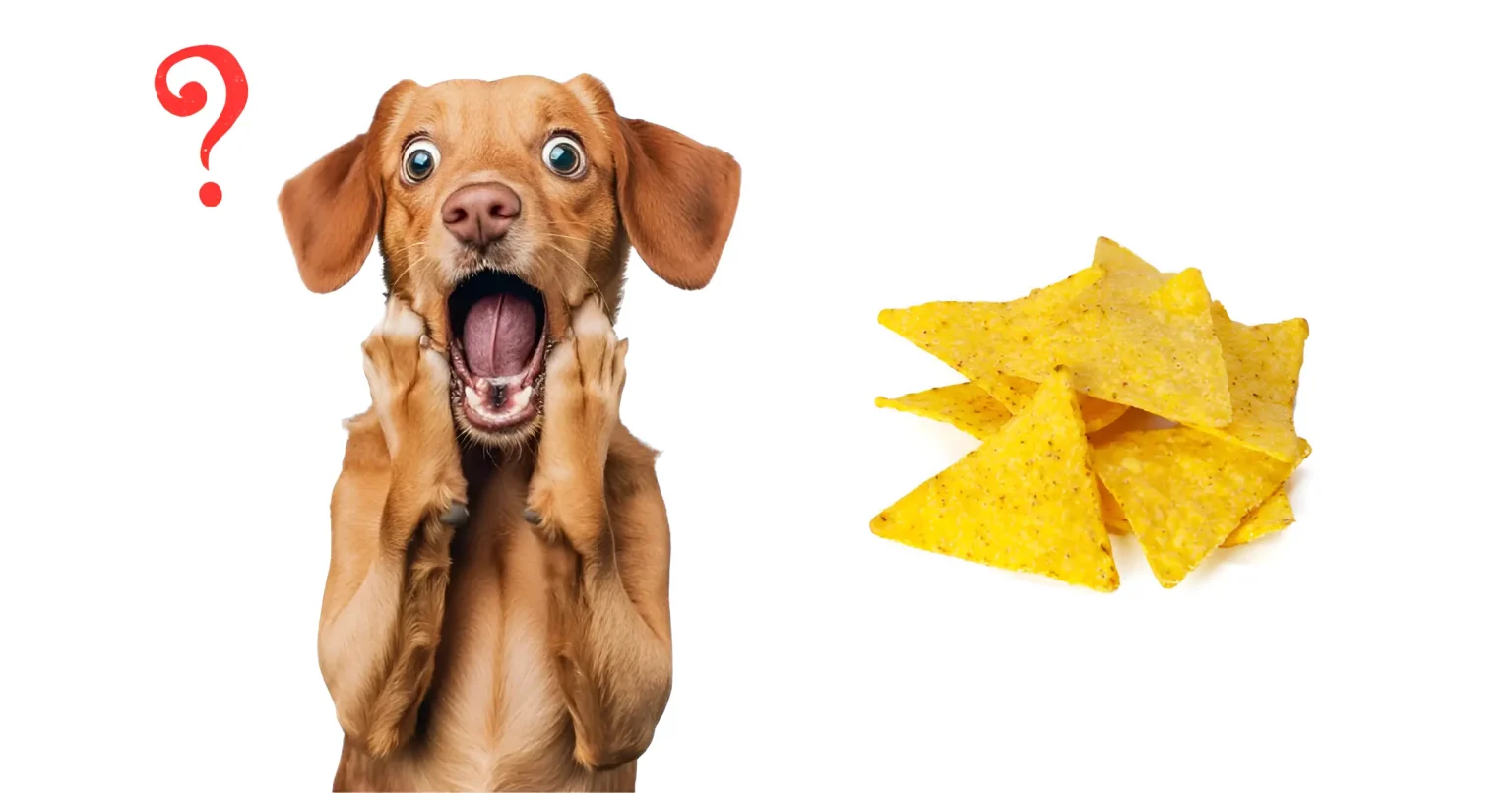 Can Dogs Eat Tortilla Chips