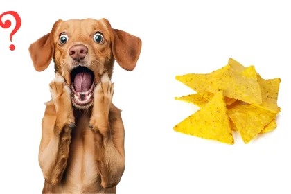 Can Dogs Eat Tortilla Chips