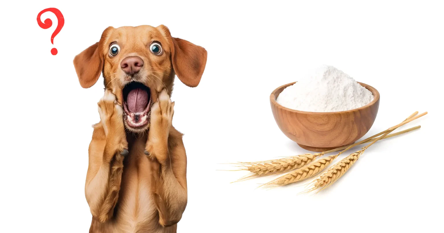 Can Dogs Have All Purpose Flour