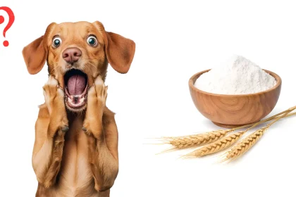 Can Dogs Have All Purpose Flour