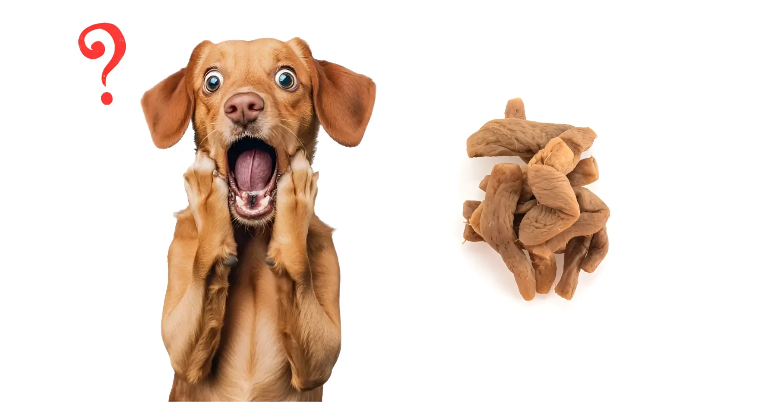 Can Dogs Have Ashwagandha