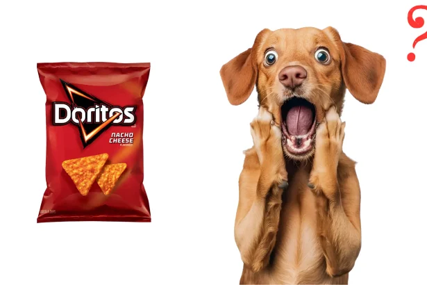 Can Dogs Have Doritos Safe Tips 2025