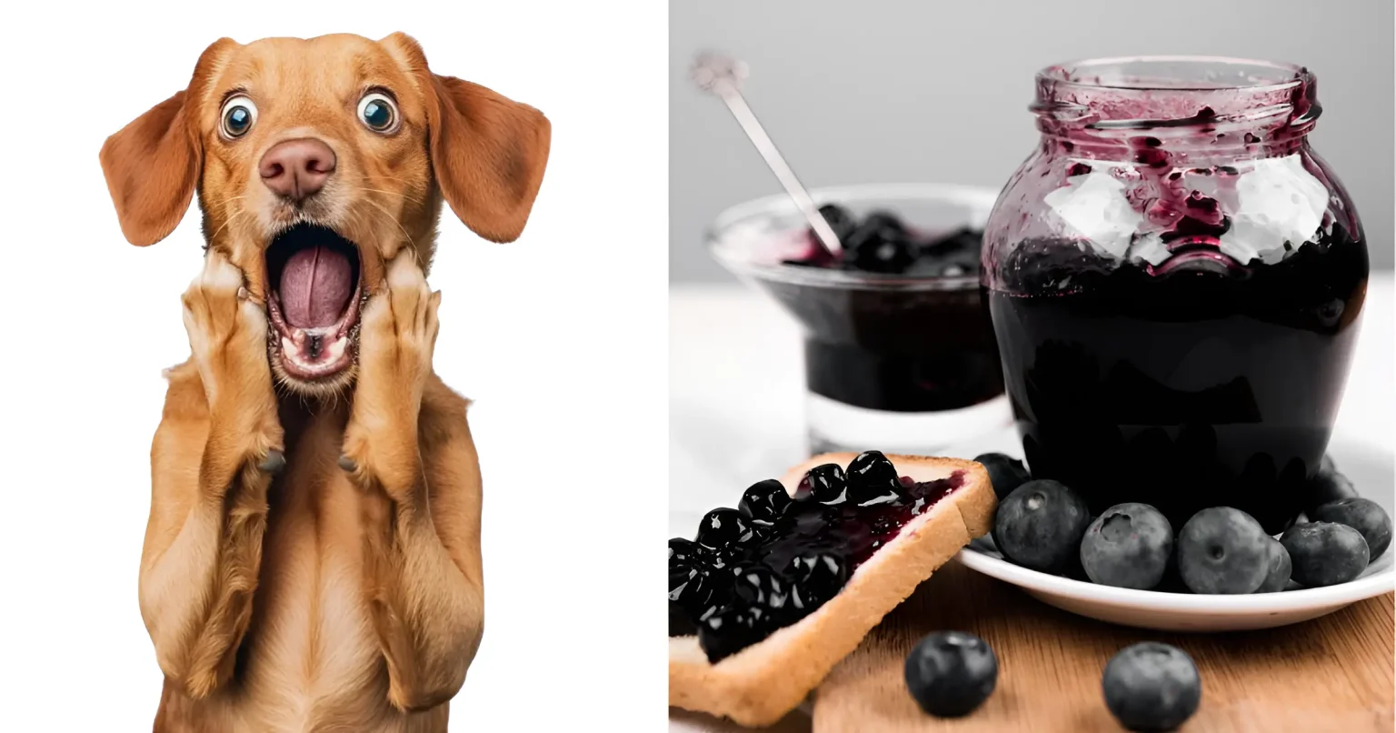 Can Dogs Have Grape Jelly