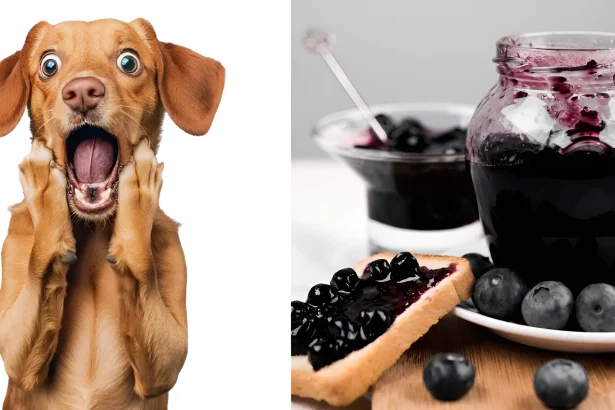Can Dogs Have Grape Jelly