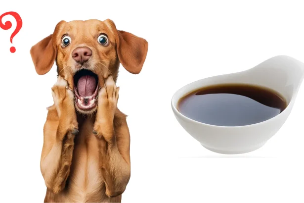 Is Molasses Bad for Dogs 5 Safe Tips for 2025