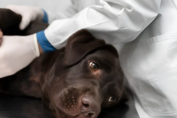 Signs of Cancer in Dogs