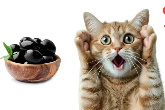 can cats eat black olives