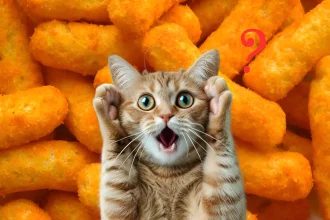 can cats eat cheetos