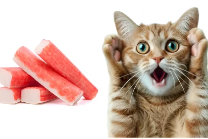 can cats eat crab meat